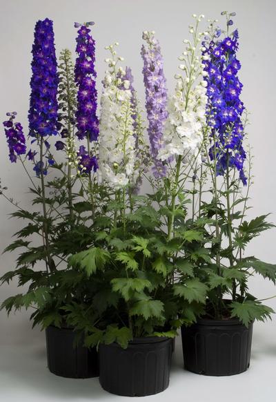 DELPHINIUM CANDLE MISCUGLIO NR.1000 SEMI